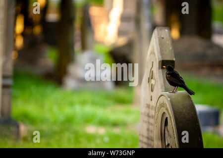 A vibrant image of a blackbird sitting on top of a gravestone.