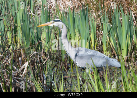 Grey Heron, Den of Maidencraig, Aberdeen, Scotland, UK Stock Photo