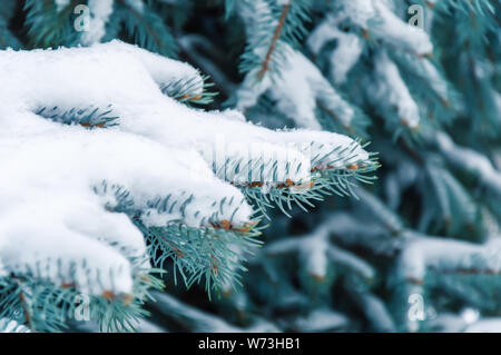 Fir tree branch covered with snow. Snowy winter background with Christmas tree outdoors Stock Photo