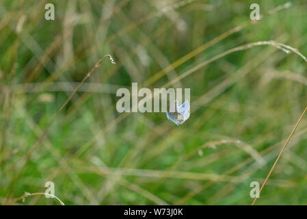 Common blue butterfly in flight at Avebury ring ditch enclose, Avebury, Wiltshire UK Stock Photo