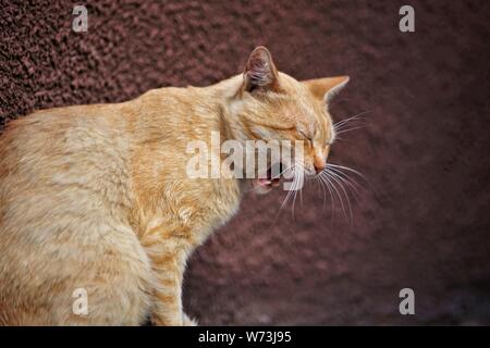 pale ginger cat widely yawns, portrait in profile close up Stock Photo