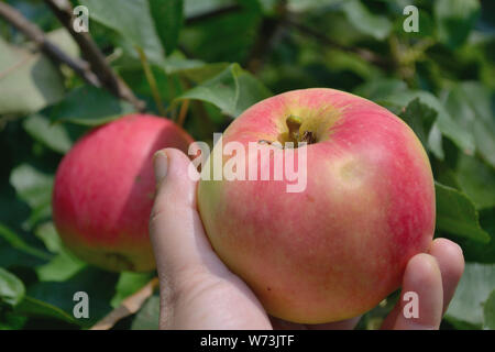 Fresh organic apple from tree in hand Stock Photo