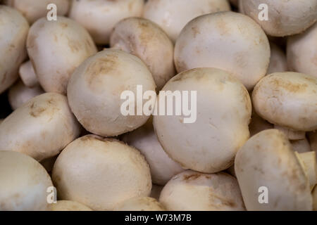 Counter with mushrooms in the store, white champignons in the supermarket. Champignon closeup bag. Stock Photo