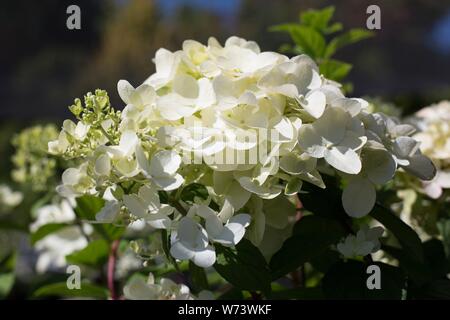 Hydrangea paniculata 'Fire Light'. Stock Photo