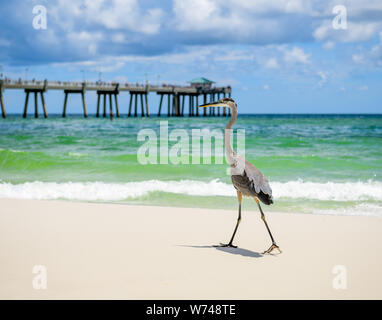 A Great Blue Heron Strolls Down the Beach on Okaloosa Island in Florida, USA Stock Photo