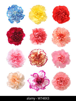 mix colorful carnations isolated on white background Stock Photo