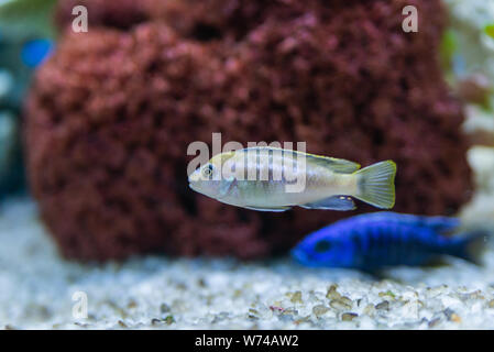 Cichlid or Cichlidae blue tropical fish in aquarium. African Cichlid endemic to Malawi in blue tropical fish Cichlidae family. Colorful blue tropical Stock Photo