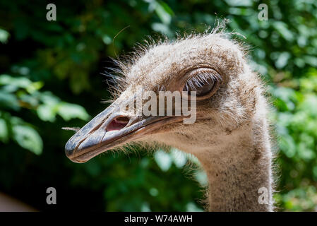 Ostrich head portrait closeup. Wild animal in captivity Stock Photo