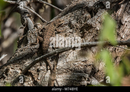 Northern Tree Lizard (Urosaurus ornatus wrighti) from Mesa County, Colorado, USA. Stock Photo