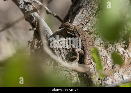 Northern Tree Lizard (Urosaurus ornatus wrighti) from Mesa County, Colorado, USA. Stock Photo