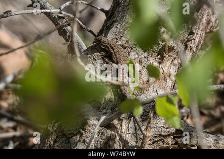 Northern Tree Lizard (Urosaurus ornatus wrighti) from Mesa County, Colorado, USA. Stock Photo