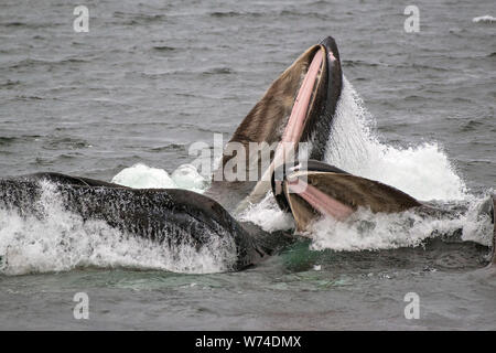 Humpback Whales in Southeast Alaska Bubble net feeding Stock Photo