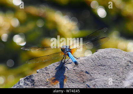 Male Blue dasher (Pachydiplax longipennis) dragonfly, wings spread, sunning himself on a rock by a lake's edge. Stock Photo