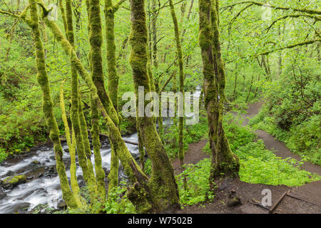 Moss Covered Trees in Oregon Rainforest Stock Photo