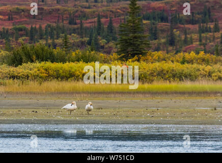 Trumpeter Swan Pair resting at a lake in Alaska Stock Photo