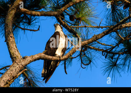 Western Osprey or Sea Hawk - Pandion haliaetus - Perched in a pine tree with a clear blue sky background Stock Photo