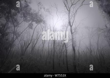 A spooky forest in shrouded in early morning fog in Everglades National Park. Stock Photo