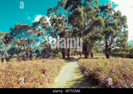 Walking track passing through native Australian bush on bright sunny day Stock Photo