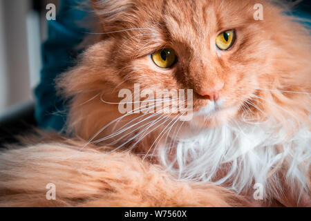 Ginger cat with yellow eyes extreme closeup portrait Stock Photo