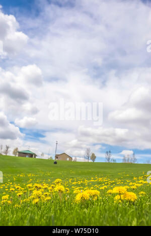 Scenic landscape with bright yellow flowers and lush grasses on a meadow Stock Photo
