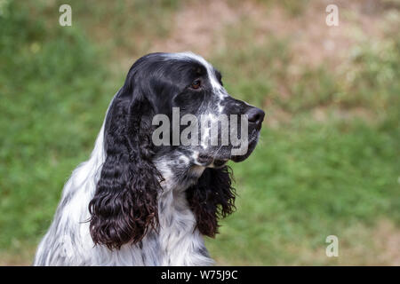 English Springer Spaniel, portrait Stock Photo