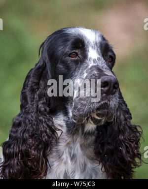 English Springer Spaniel, portrait Stock Photo