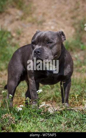 Blue Staffordshire Bull Terrier standing Stock Photo