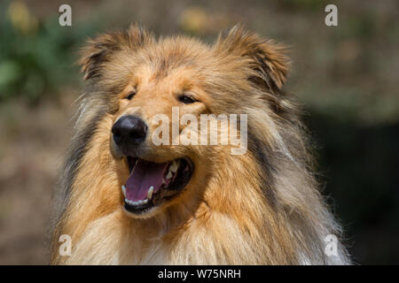 Head portrait of a Collie Stock Photo