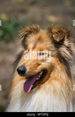 Head portrait of a Collie Stock Photo