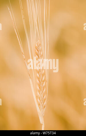 backdrop of ripening ears of yellow wheat field. Wheat fields waiting to be harvest Stock Photo