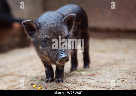 small pigs in the farm Stock Photo