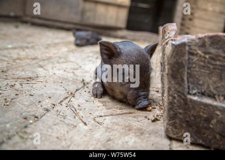 Black mini pig of the Vietnamese breed on sty. Stock Photo