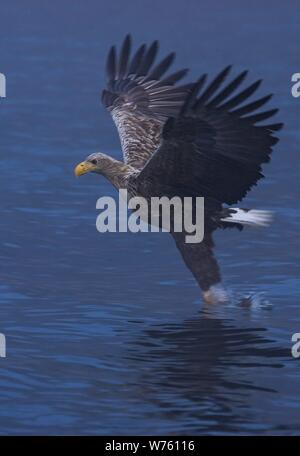 White-tailed Eagle (Haliaeetus albicilla) adult flying and hunting fish on lake, Mecklenburg-Vorpommern, Germany | usage worldwide Stock Photo