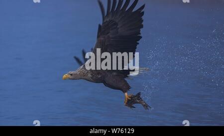 White-tailed Eagle (Haliaeetus albicilla) adult flying and hunting fish on lake, Mecklenburg-Vorpommern, Germany | usage worldwide Stock Photo
