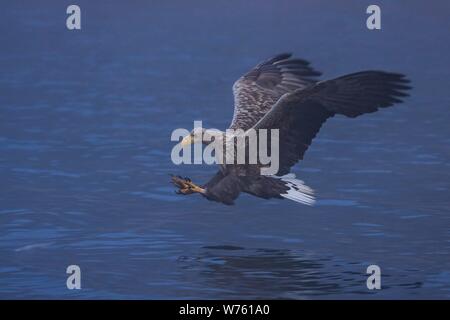 White-tailed Eagle (Haliaeetus albicilla) adult flying and hunting fish on lake, Mecklenburg-Vorpommern, Germany | usage worldwide Stock Photo