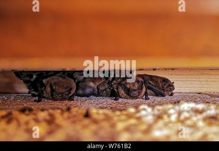 Common Pipistrelle Bat (Pipistrellus pipistrellus), maternity colonie with females and young under wooden beam of house, Hesse, Germany | usage worldwide Stock Photo