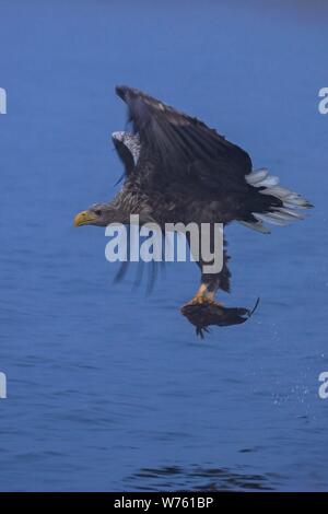 White-tailed Eagle (Haliaeetus albicilla) adult flying and hunting fish on lake, Mecklenburg-Vorpommern, Germany | usage worldwide Stock Photo