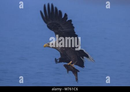 White-tailed Eagle (Haliaeetus albicilla) adult flying and hunting fish on lake, Mecklenburg-Vorpommern, Germany | usage worldwide Stock Photo