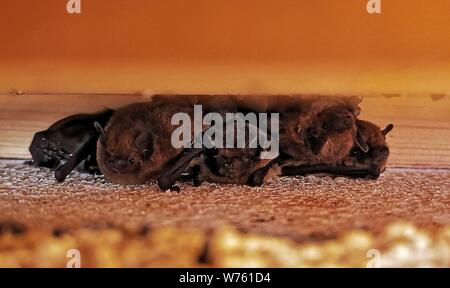 Common Pipistrelle Bat (Pipistrellus pipistrellus), maternity colonie with females and young under wooden beam of house, Hesse, Germany | usage worldwide Stock Photo