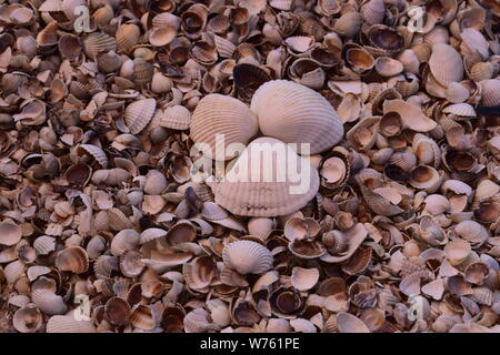 Sea shells composition. Natural background of broken seashells on the beach. Stock Photo