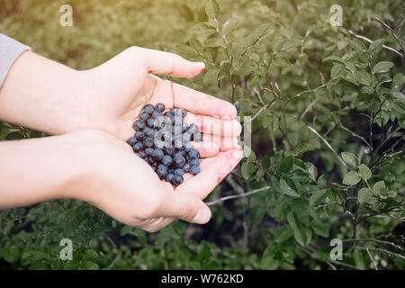 Man is holding fresh blueberries in his hands. The berries have been just picked from the forest. A green grass is in the background out of focus. Stock Photo