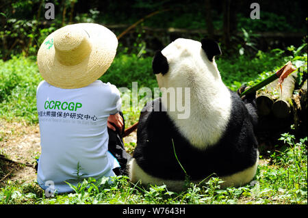 --FILE--A keeper sits on the ground with the male giant panda Peng Peng, who died at the age of 18, at a base of China Conservation and Research Centr Stock Photo