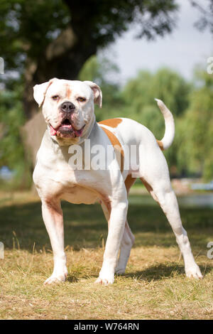 American Bulldog, standing Stock Photo
