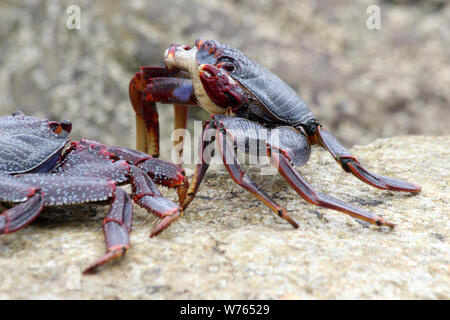 rote Klippenkrabbe Stock Photo