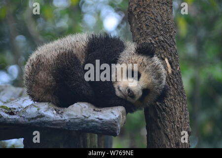 A muddy giant panda cub lies on a stand near a tree at a base of China ...