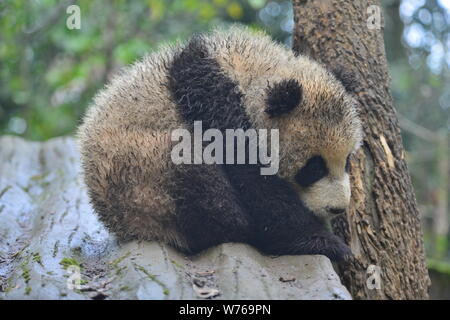 A muddy giant panda cub lies on a stand near a tree at a base of China ...