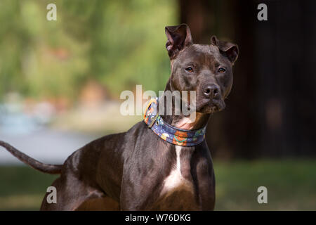 Black American Pit Bull Terrier portrait Stock Photo