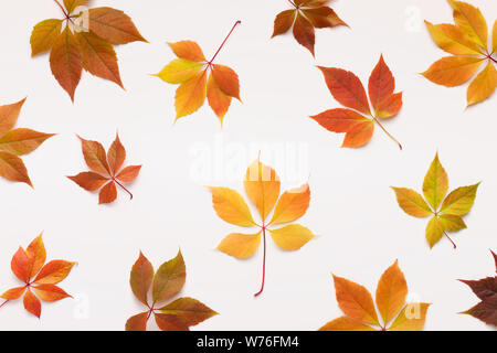 Colorful Grape leaves falling randomly over white background Stock Photo