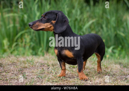 Dachshund, standing Stock Photo