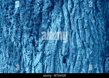The bark of an old tree covered with a moss close up. Natural abstract background blue color toned Stock Photo
